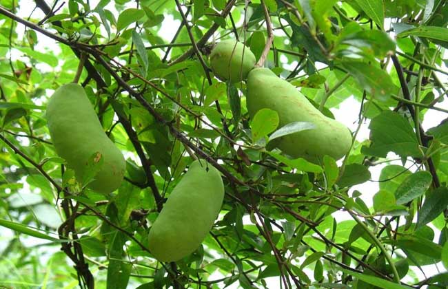 八月瓜种植技术