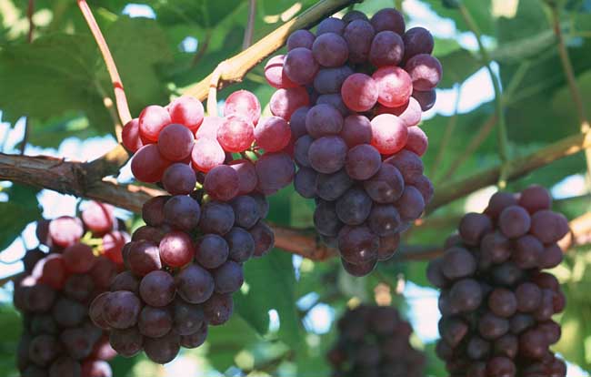 葡萄是热性还是凉性？