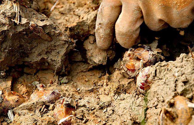 荸荠的读音是什么?