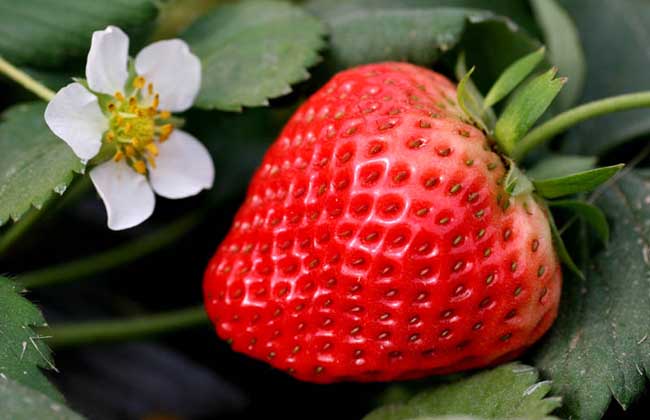 四季草莓种植技术