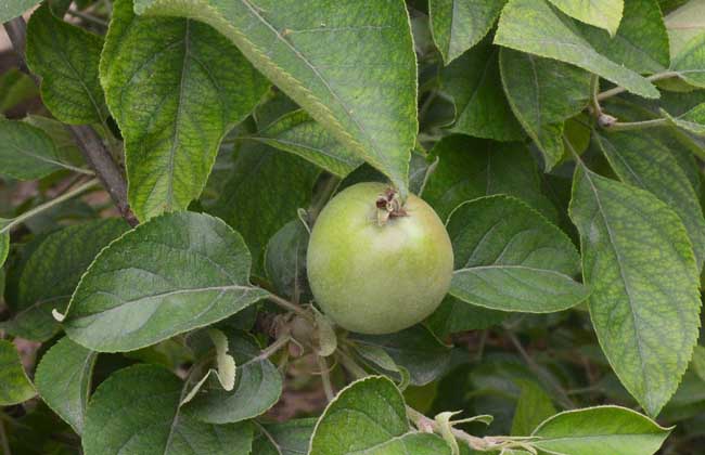 苹果树黄叶病怎么办？