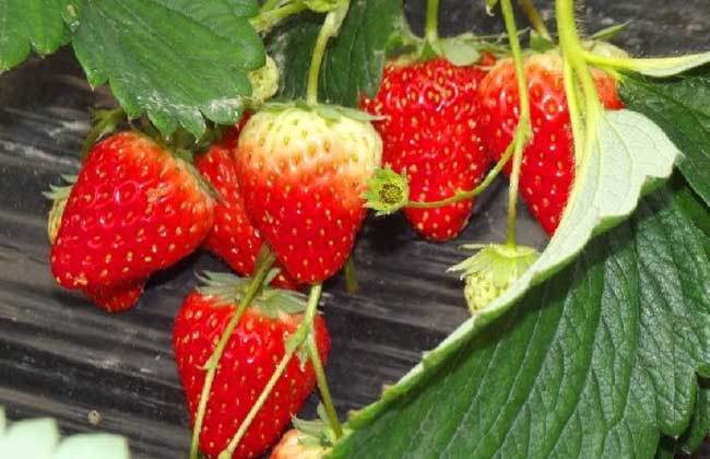 草莓种苗培育技术