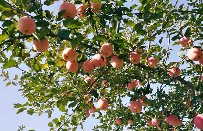 苹果树腐烂病防治技术