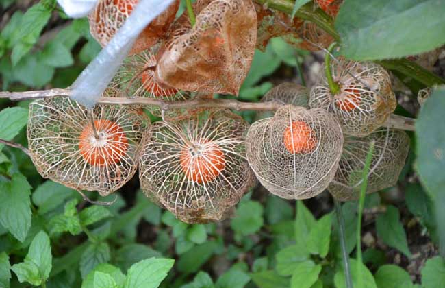 含羞果种植技术
