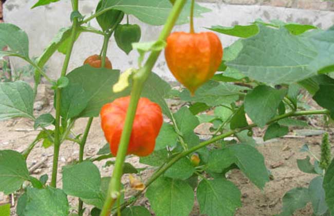 含羞果种植技术