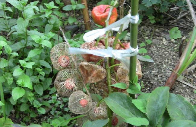 含羞果种植技术