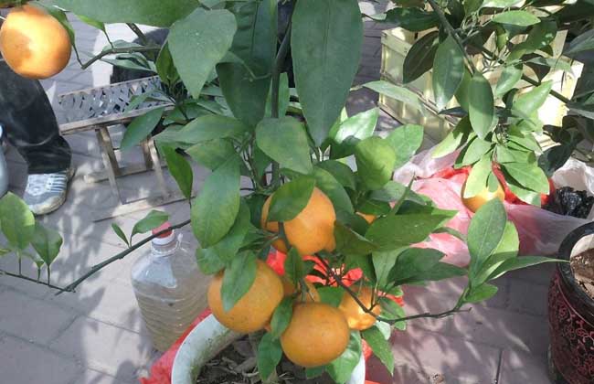盆栽金桔养殖方法