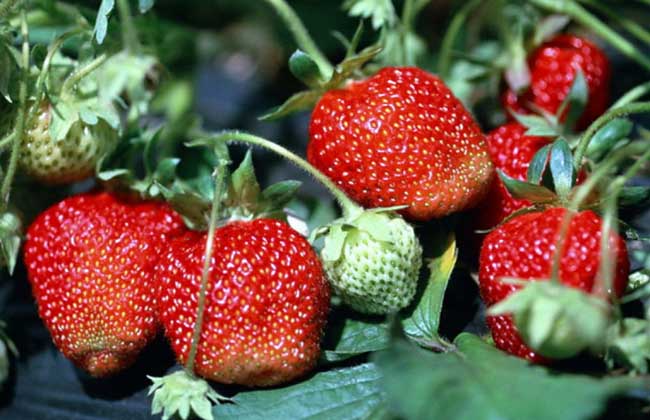 草莓怎么保存时间长？