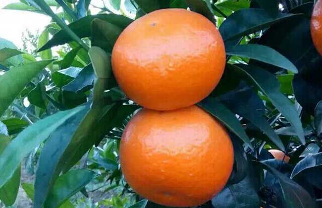 沃柑高产栽培技术