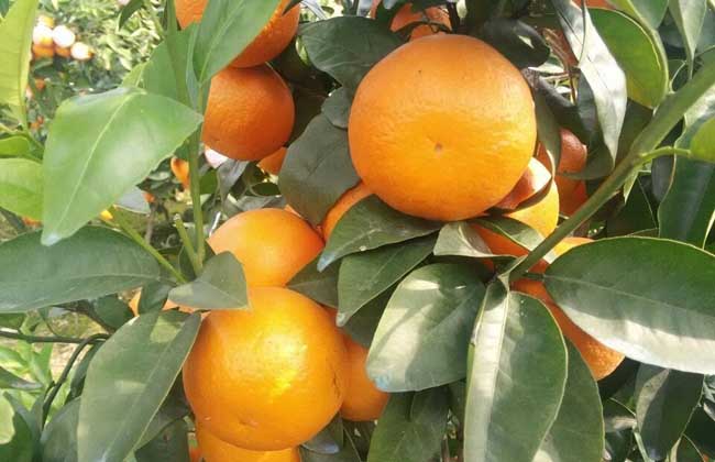 沃柑高产栽培技术