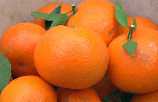 沃柑高产栽培技术