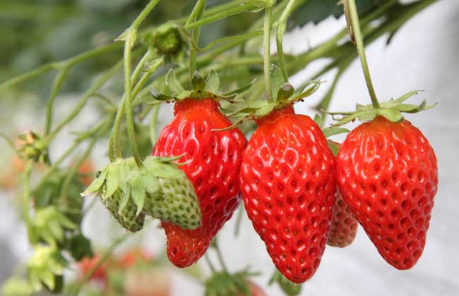 草莓什么时候成熟？