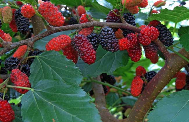 大棚桑葚种植技术