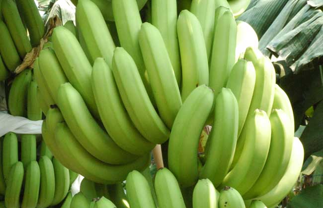 生香蕉如何催熟？
