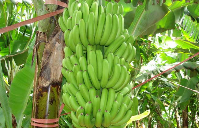 生香蕉如何催熟？