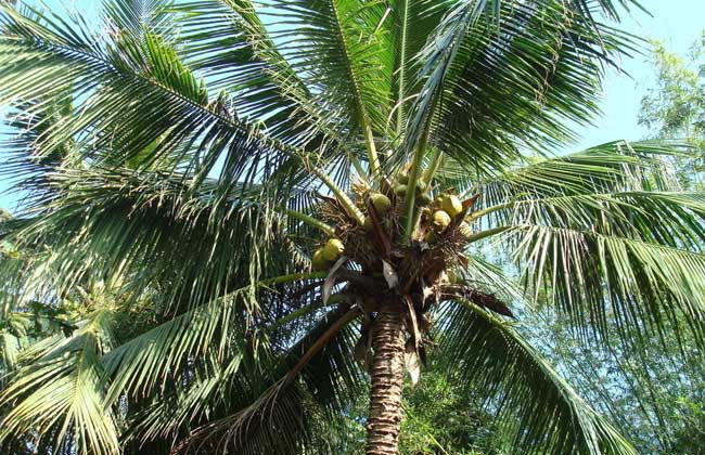 椰子树长什么样子？
