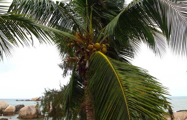 椰子树长什么样子？