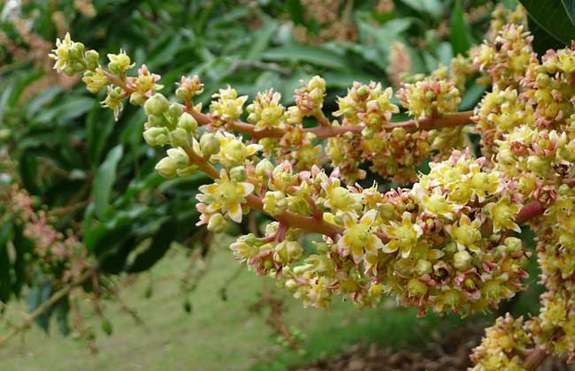 芒果产地在哪里？