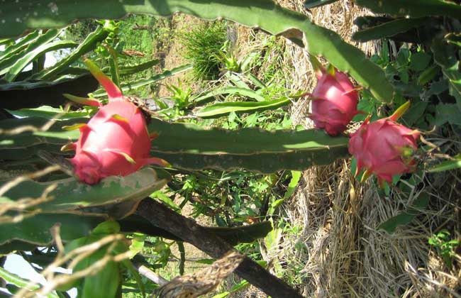 火龙果种植条件