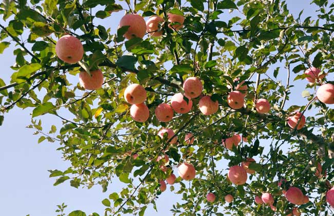 苹果树的寿命有多长？