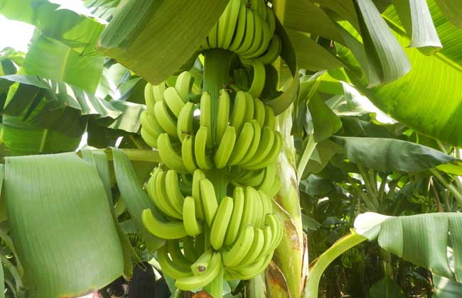 香蕉有种子吗？