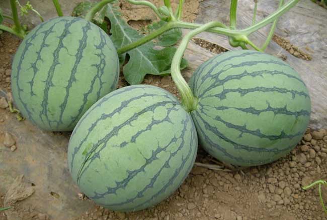 常见的西瓜种类有哪些？