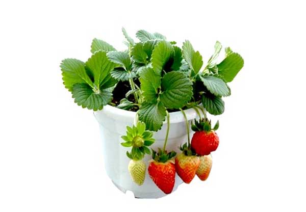 盆栽草莓的种植方法
