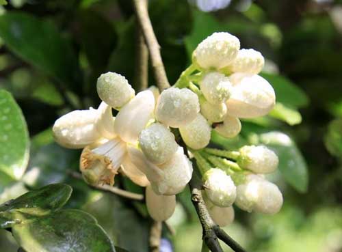 怎样对柚子促花结果