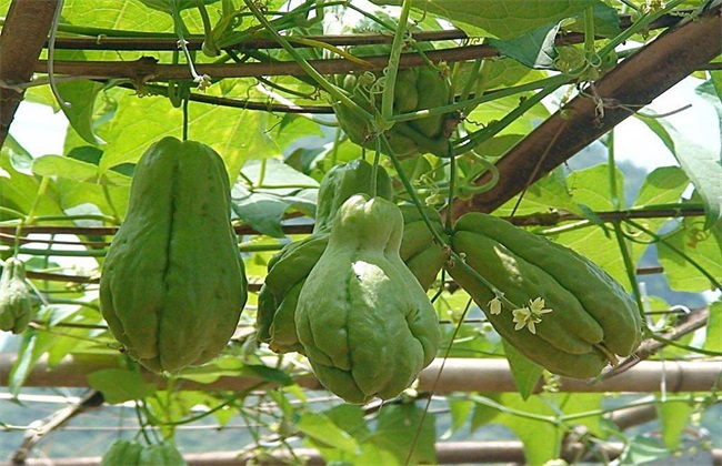 佛手瓜种植的时间与方法