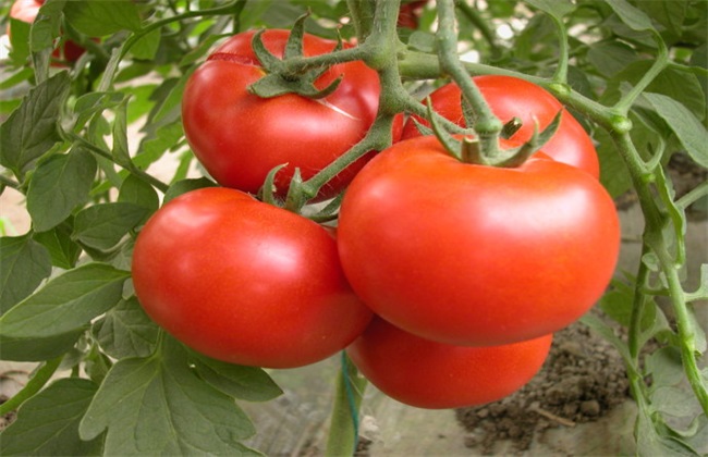 西红柿高产的种植方法