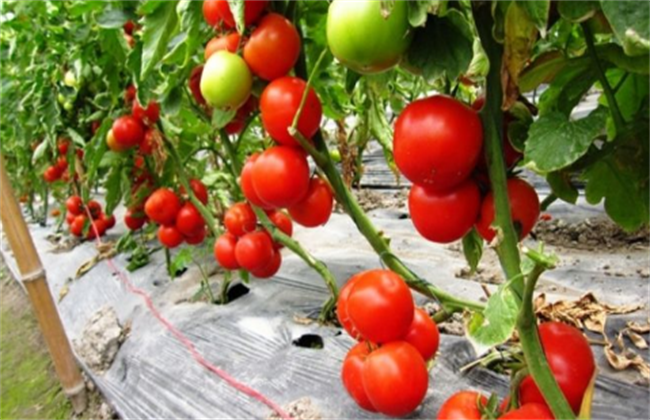 西红柿高产的种植方法