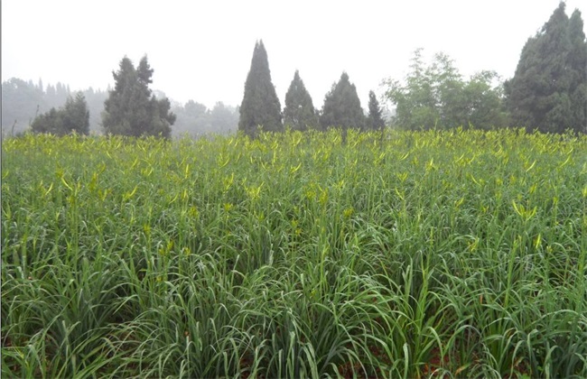 黄花菜高产的施肥方法