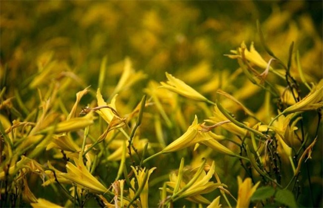 黄花菜高产的施肥方法