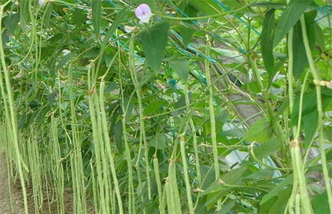 豇豆种植的注意事项