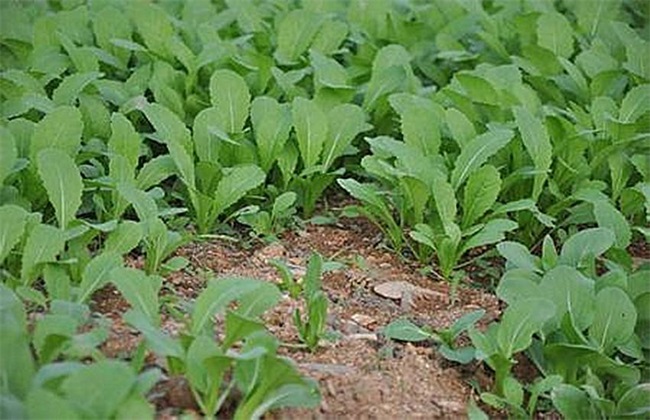 苦菜的种植方法