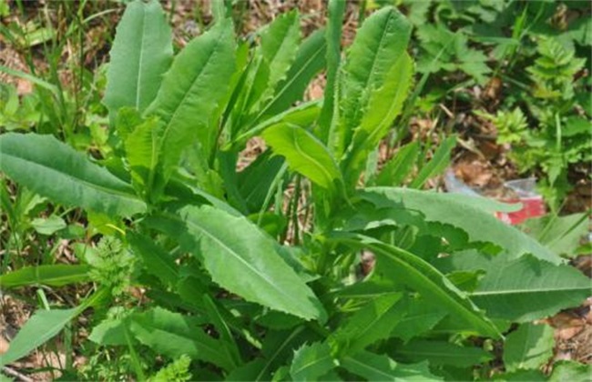 苦菜的种植方法