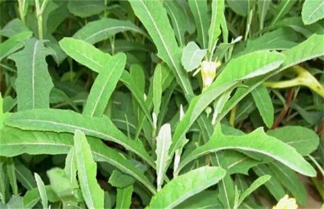 苦菜的种植方法