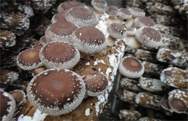 香菇菌丝徒长的原因及防治方法