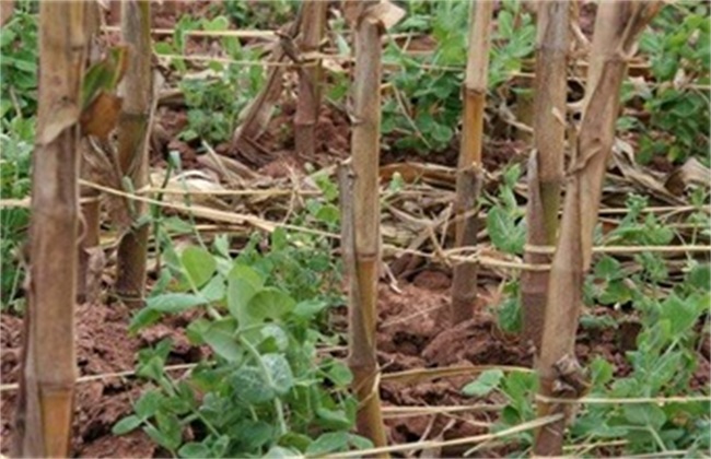 荷兰豆常见的病虫害防治方法