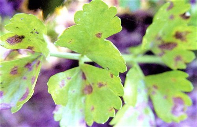 芹菜常见病虫害防治