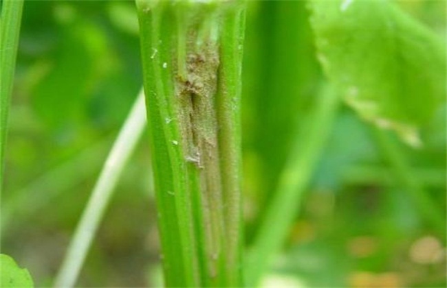 芹菜常见病虫害防治