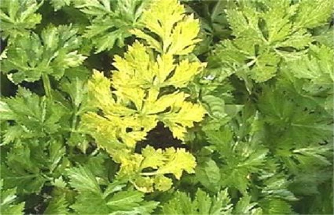 芹菜常见病虫害防治