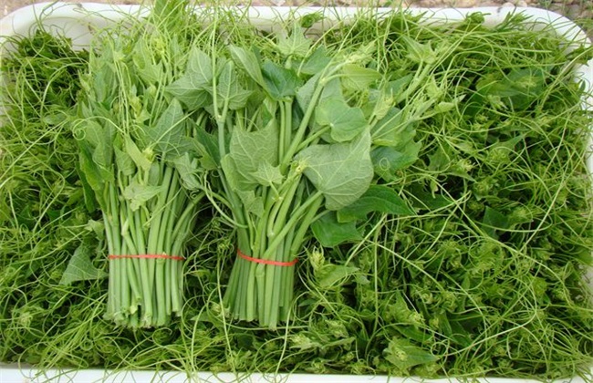 龙须菜的种植方法
