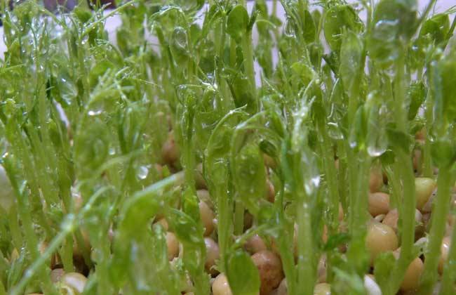 龙须菜的种植方法