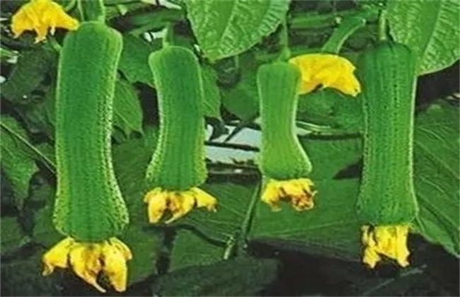 丝瓜的种植时间与育苗方法