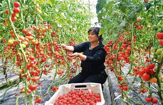 西红柿无土栽培技术