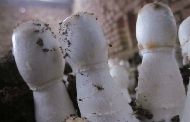 鸡腿菇的种植时间以及种植方法