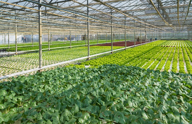 大棚蔬菜管理方法及病虫害防治