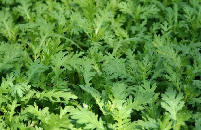 茼蒿种子价格及种植方法