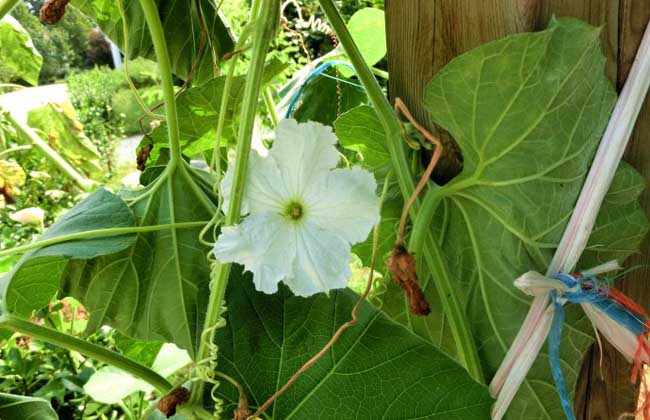 葫芦瓜怎么种植最好？